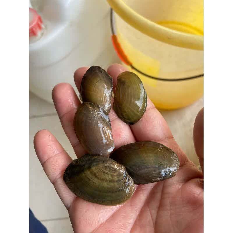 泽驭名宠小河蚌观赏除藻黄金河蚌水生宠物净化水质吃鱼屎鳑鲏繁殖蚌黄金蚬 【精品3-4厘米】河蚌1只