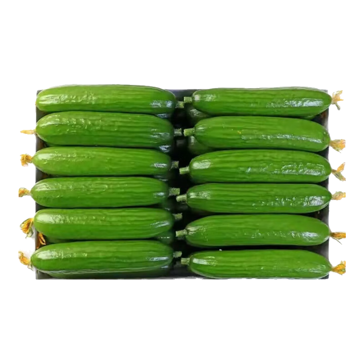 山东新鲜小黄瓜健康轻食 净重1斤福利款