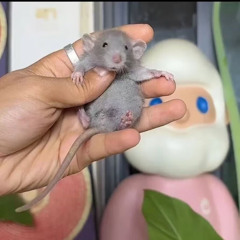 宠物花枝鼠活物学生宿舍宝宝飞象耳幼崽鼠萌宠亲人已打疫苗健康 俄蓝