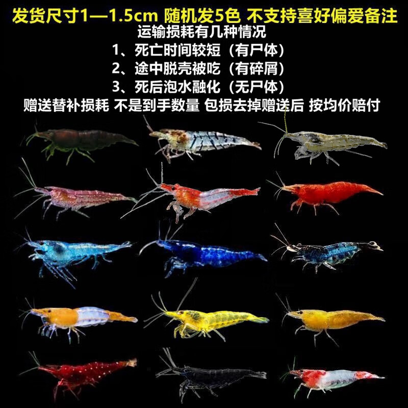御趣七彩观赏虾淡水除藻虾极火虾蓝宝石虾金背黄金米虾宠物虾彩色小虾 【随机5色】70送30防损1-1.5cm