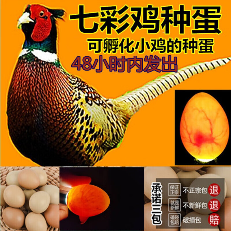 OIMG山鸡种蛋 新鲜 受精蛋 可孵化小鸡 纯种 10枚 七彩山鸡蛋怎么看?