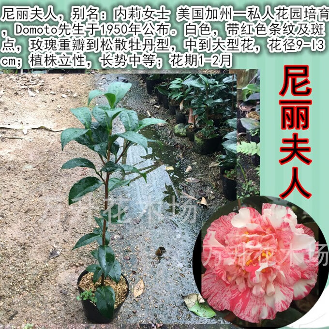 几十种复色茶花迪克斑阿波罗火舞紫禁城魔术城 尼丽夫人3年2