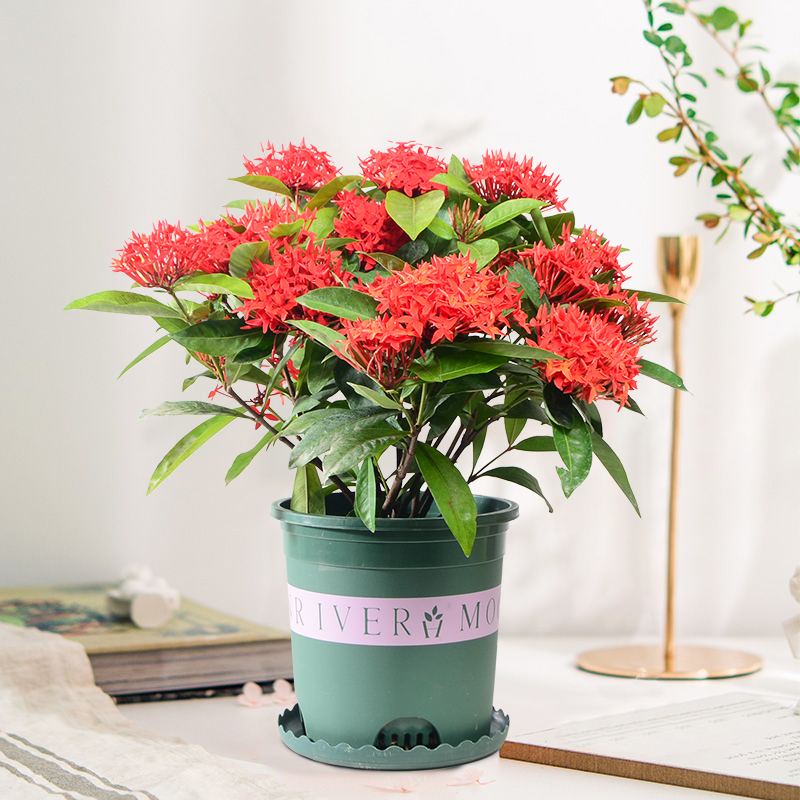 花行榜 龙船花盆栽带花真花阳台庭园四季开花观赏绿植花卉花期长好养