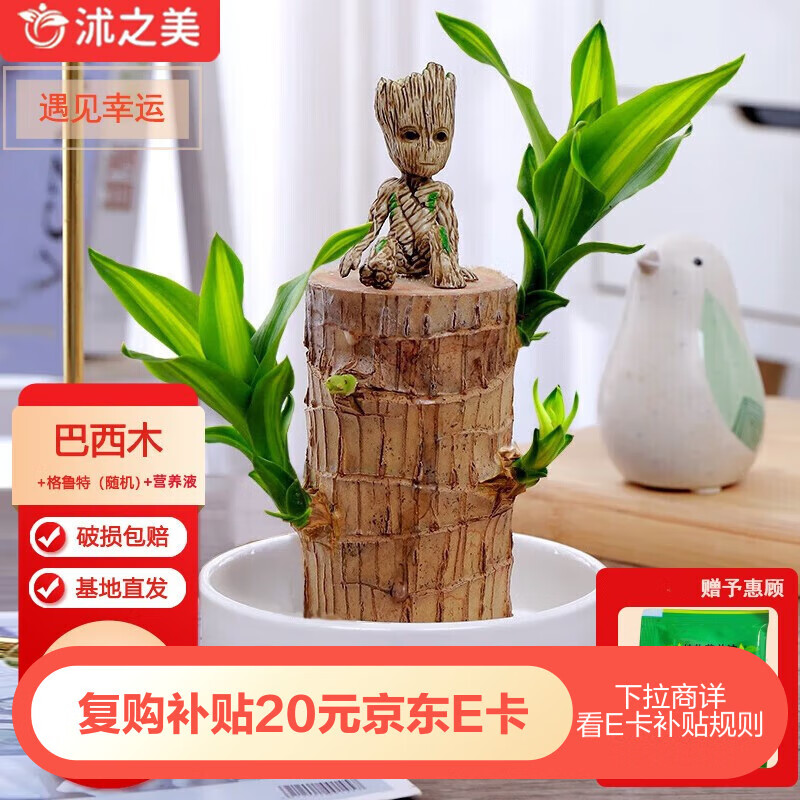 ��֮��ˮ��ֲ��������ֲ����ľ9-10cm+�մ�����+��³��+Ӫ��Һ Դͷֱ��