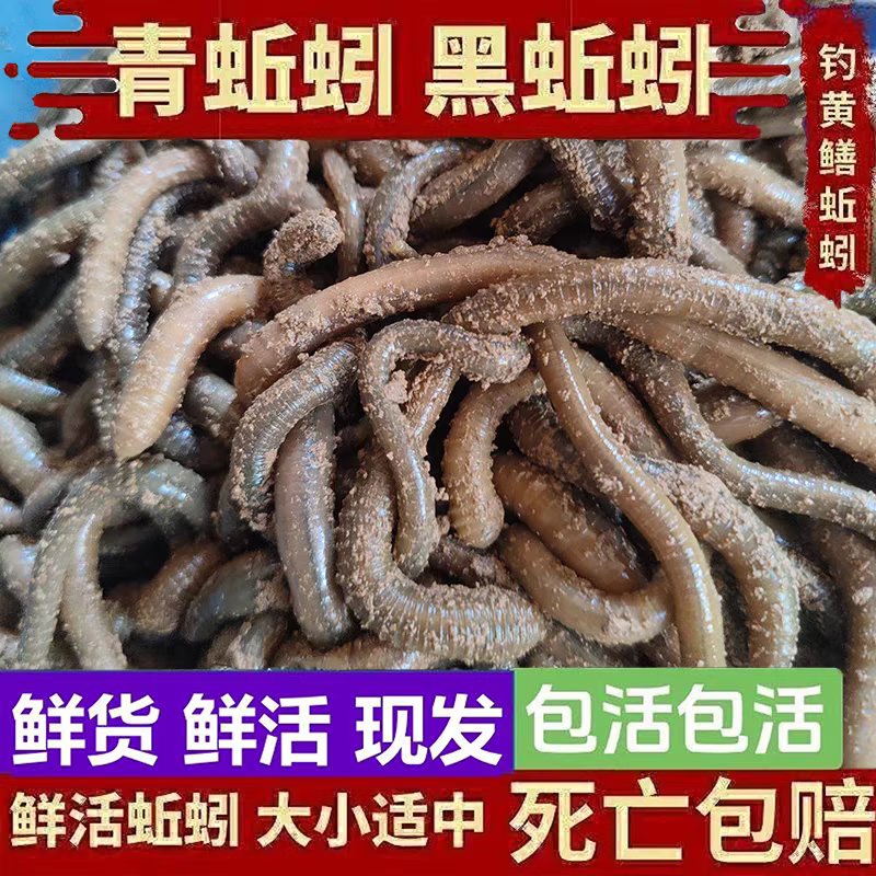 青蚯蚓鲜活鱼饵钓黄鳝青蚯蚓钓黄鳝诱饵活饵蚯蚓 中号1斤(顺丰快递)