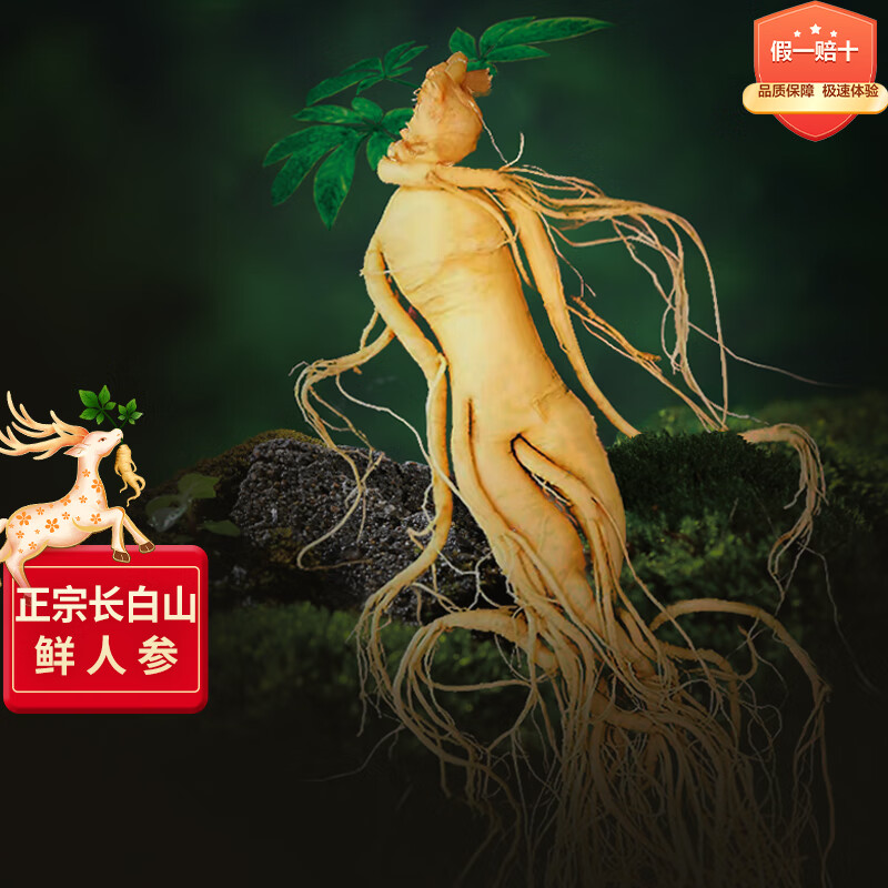 长白山人参小鲜人参单支酒浸鲜参补品 6-10克 煲汤泡酒材料 富含人参皂苷