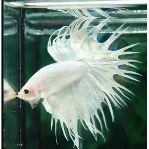 赛级泰国斗鱼粉白半月公网红仙女婚纱鱼观赏鱼将军马