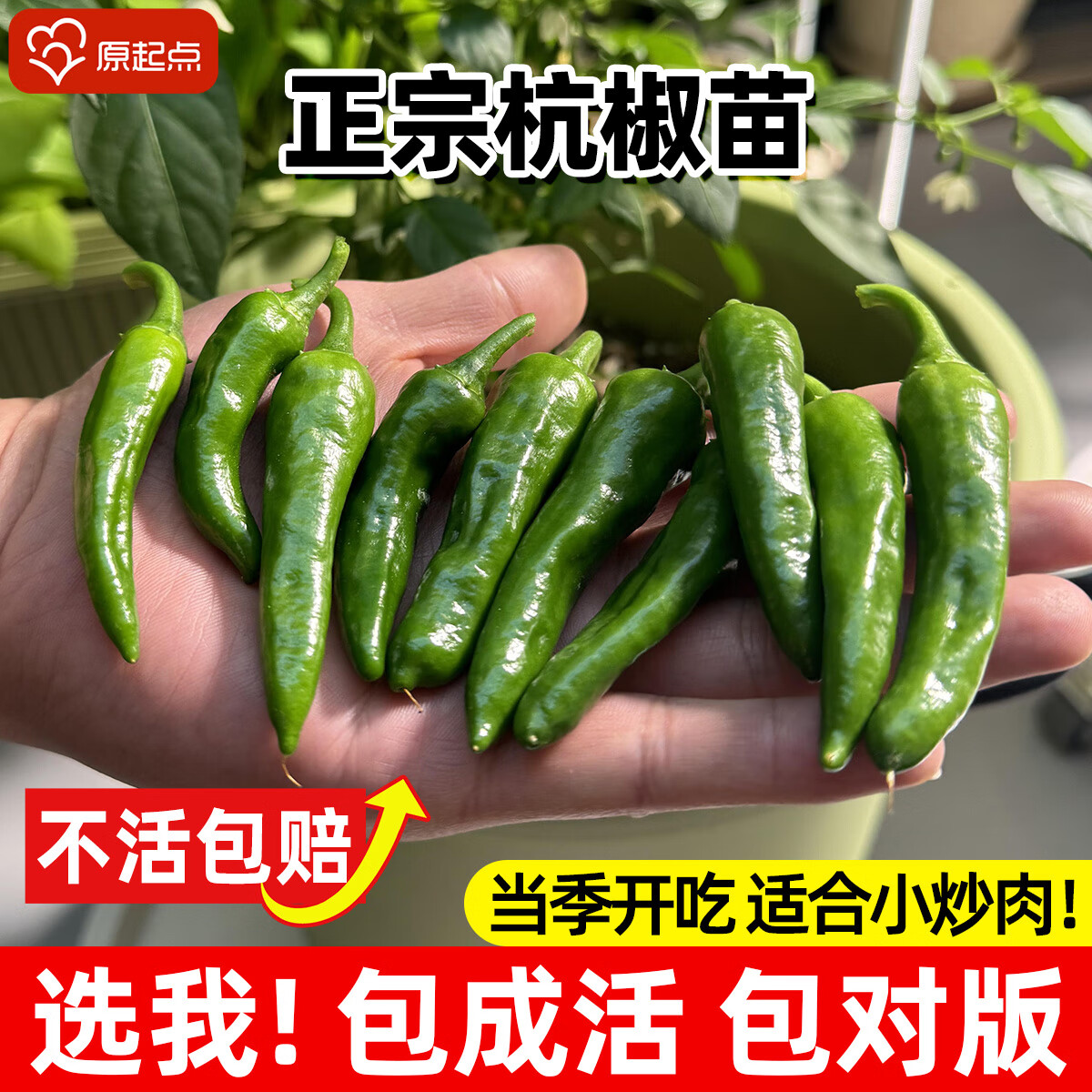 原起点辣椒苗朝天椒秧苗杭椒螺丝椒线椒牛角甜椒小米椒四季阳台蔬菜种子 杭椒苗【3棵】