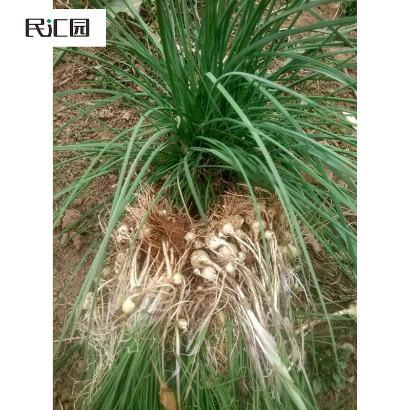 小根蒜种子小蒜 蒜葱韭菜苗韭葱野地瓜苗地趴果又香又甜 小蒜苗100株
