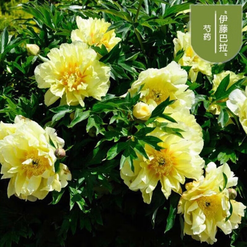 景曦重瓣芍药花苗四季开花带芽种根阳台盆栽庭院鲜 伊藤巴拉8-12芽 催