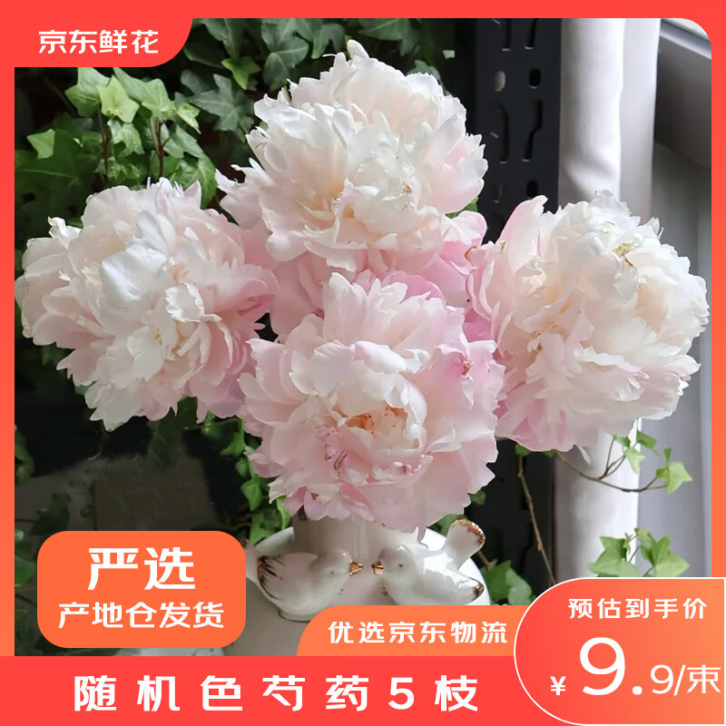 京东鲜花【产地仓严选】 国产重瓣芍药随机色5枝大气女神花盲盒品种