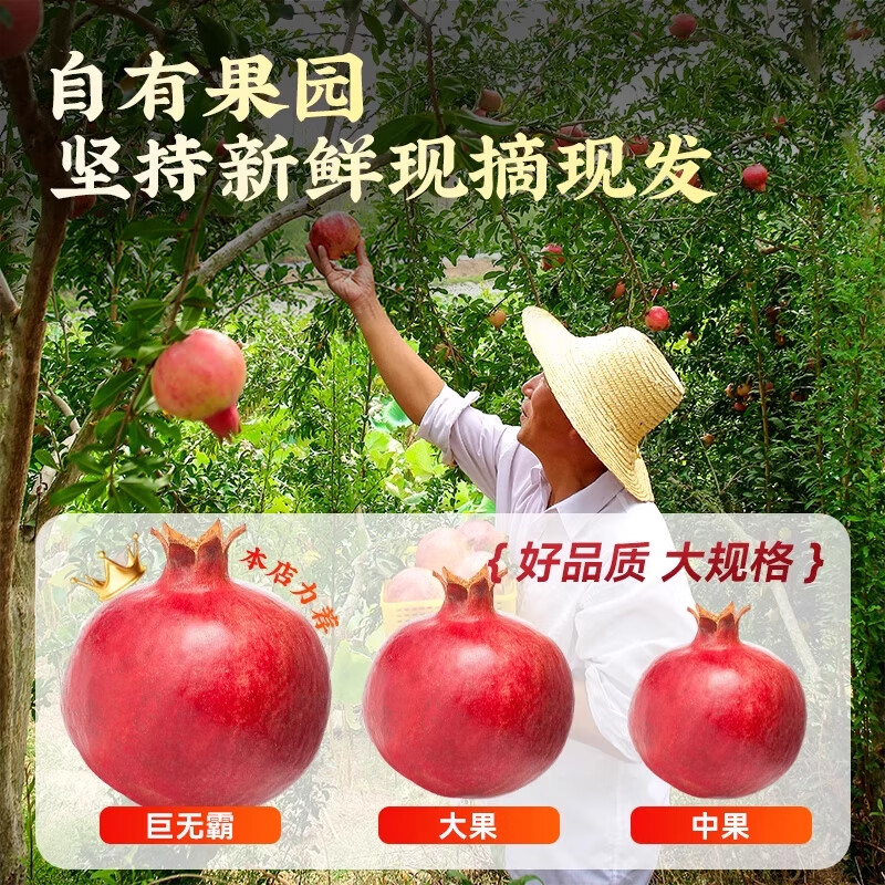 庾丰 四川会理突尼斯软籽石榴 新鲜水果整箱生鲜 孕妇红石榴团购送礼 净重4.5斤 单果250g+