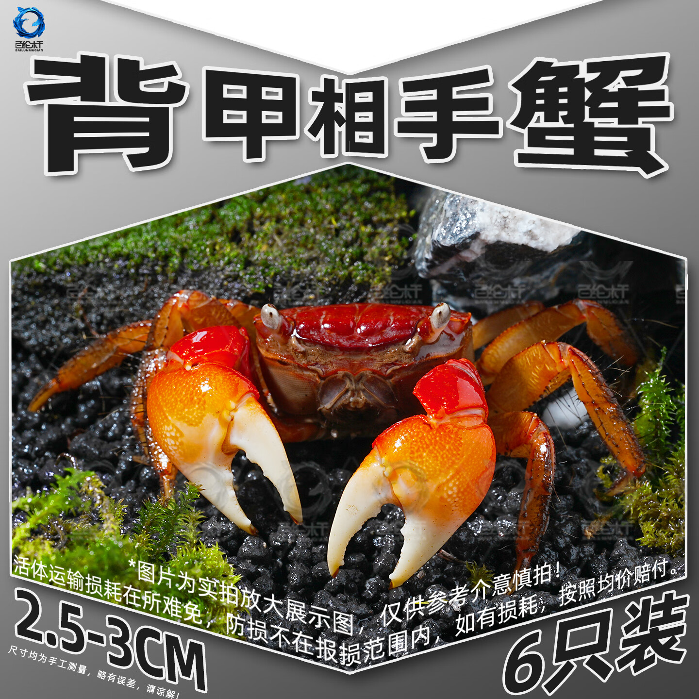 百纶木千红鳌相手蟹招财蟹活体宠物螃蟹淡水深水观赏蟹鱼缸除藻将军相守蟹 2.5-3cm背甲相手蟹6只送饲料