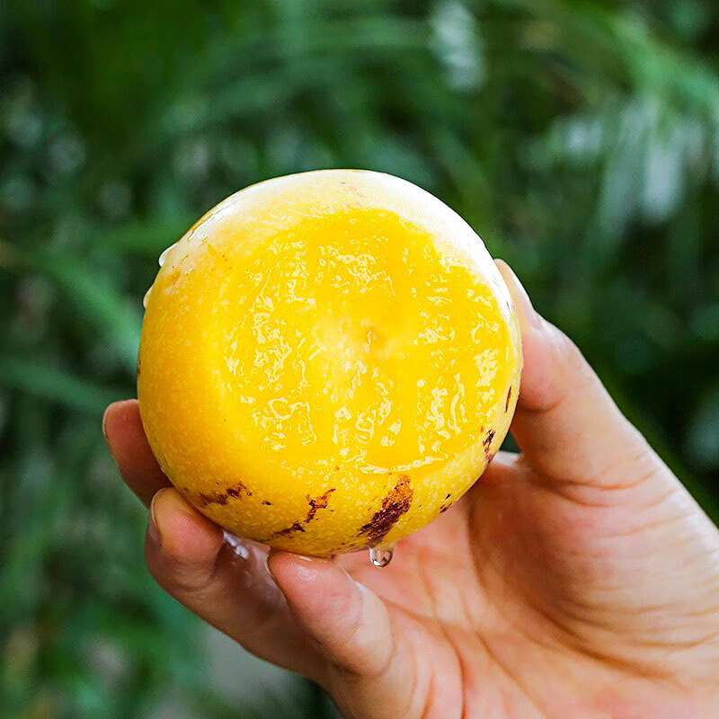 正宗云南人参果圆果树上熟人生果新鲜水果当季孕妇新鲜大果整箱 精选5斤装【单果70-90g】净重4.5斤