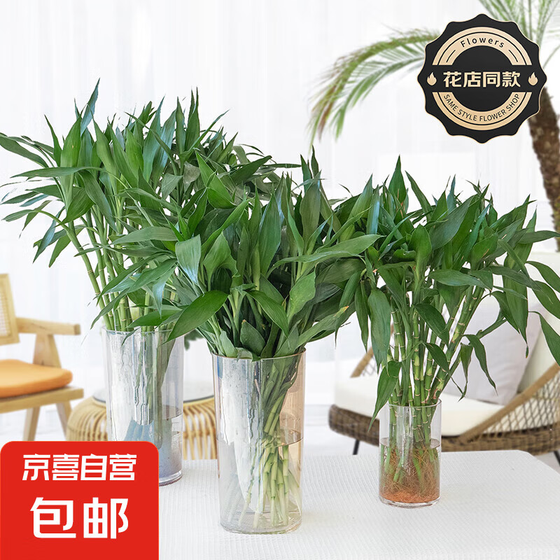 【富贵竹】花店同款西双版纳优质竹子遇水生根鲜花送礼物七夕节日 富贵竹2枝【长度约60cm】