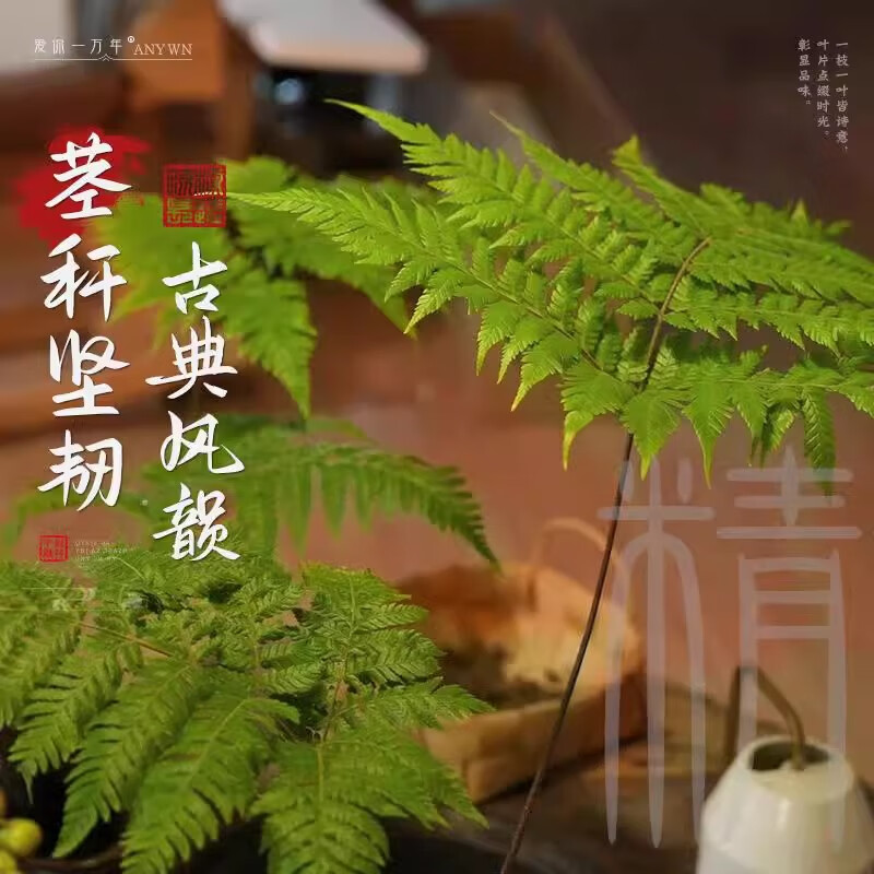 红磷蕨苔藓球蕨类植物绿植室内办公室书房茶几一叶蕨水培好养盆栽 主图款套餐 带盆栽好