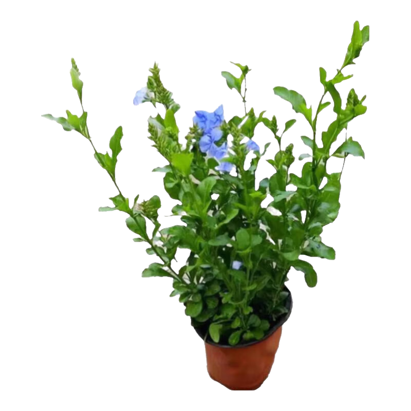 蓝雪花苗盆栽大苗带花苞阳台植物好养的花卉四季开花不断天竺葵鲜 蓝雪花30-35厘米左右高一盆（原盆土栽好）