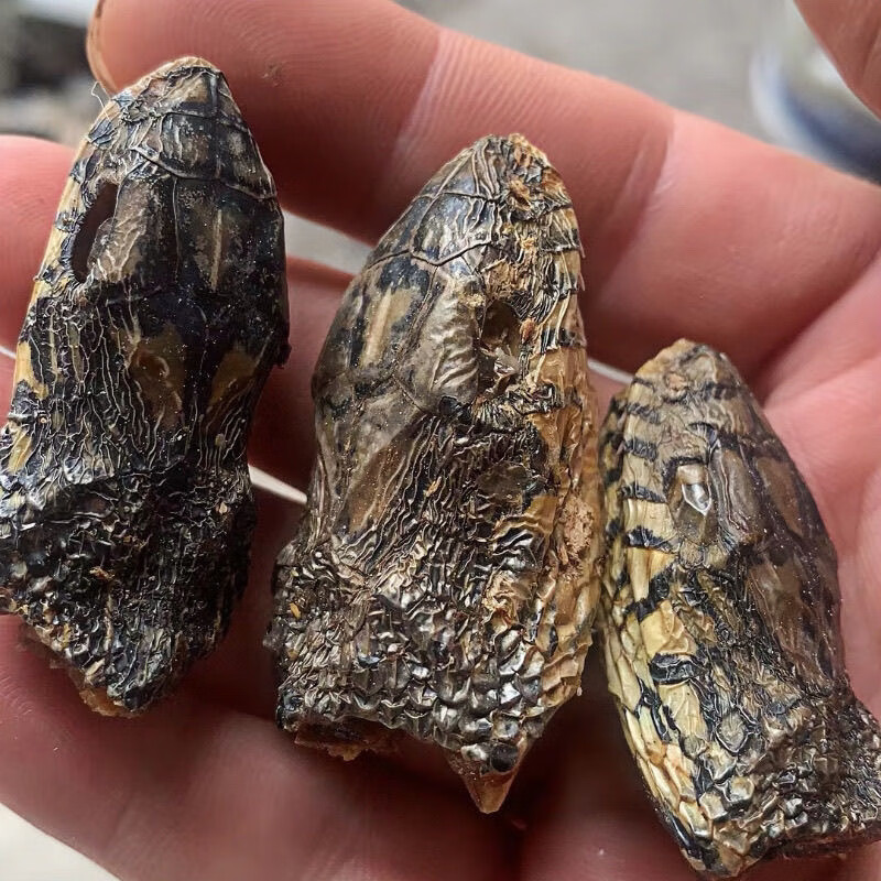 北京同仁堂中药材乌稍蛇头四川乌蛇乌梢蛇特级蛇泡酒原料 精选大王蛇