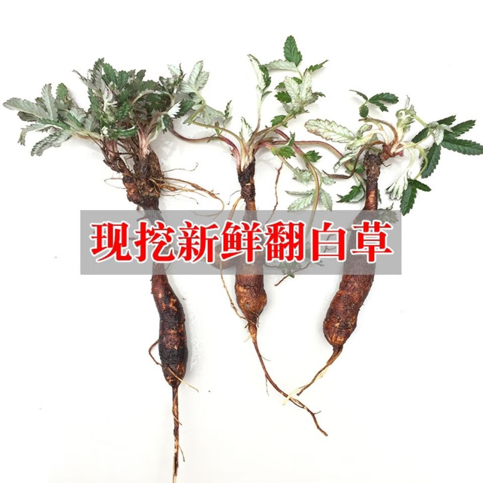 深山野生新货鸡腿翻白草新鲜整颗带叶中药材带根正品现挖现发一斤 1斤