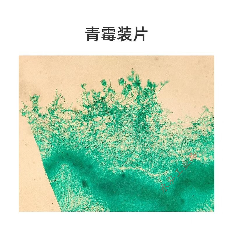 6种霉菌显微镜标本切片青霉曲霉根霉酵母菌毛霉高教品质革兰染色 青霉