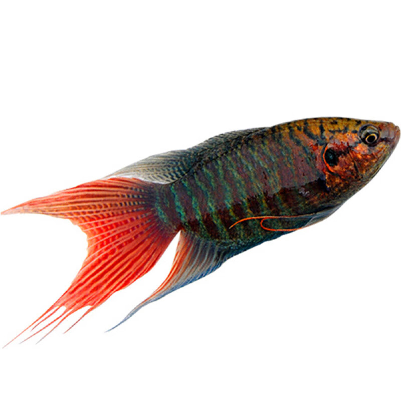 国斗鱼普叉巨普活鱼冷水鱼耐养不打氧活体观赏鱼花手巾耐活鱼苗 国斗3