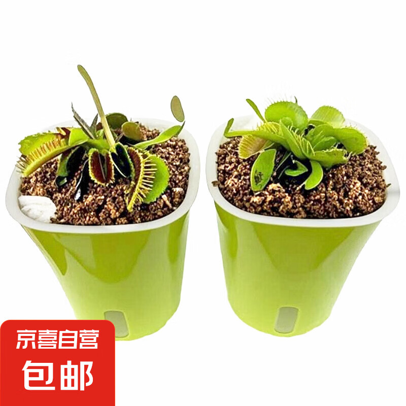 捕蝇草植物食虫草捕蚊虫儿童学习植物盆栽驱虫植物新款套餐食人花 捕蝇草2盆【大苗】种植好发货
