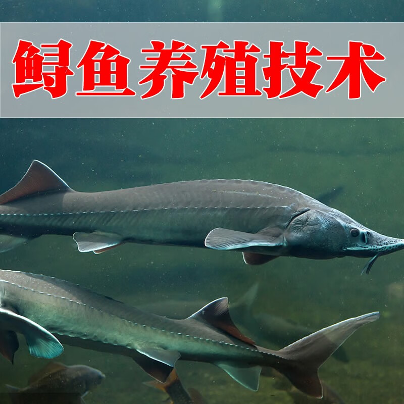 致富养鱼视频大全(养鱼视频 致富经)