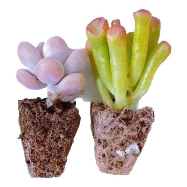 ���ڲ��������вƽ������⡿Ǯ���������ҵ���ѩ֮�ɽ���ѡϵ�к�������ֱ�� �ҵ�+������ 2.2Ԫ