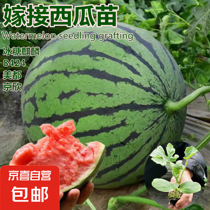沐喏哩西瓜苗嫁接8424特甜麒麟超甜无籽美都西瓜秧苗盆栽地载种植 8424西瓜苗 颗颗带土球发10颗