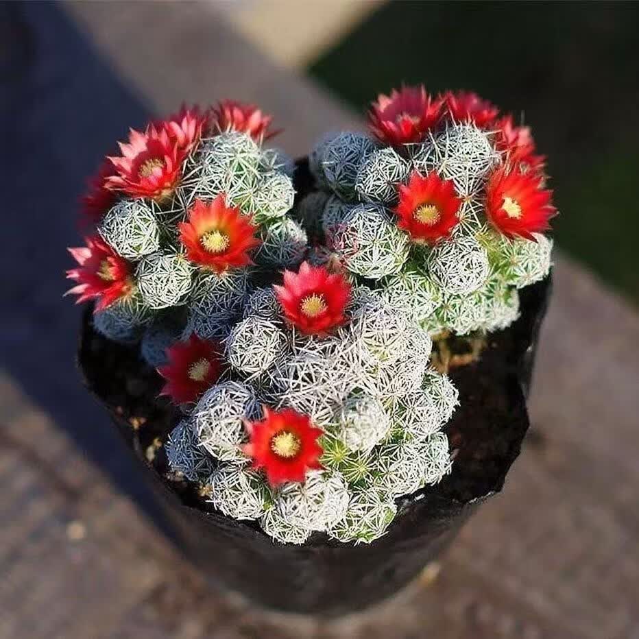 开花仙人球白鸟仙人掌多肉防辐射好养活办公室盆栽阳台花卉 白鸟