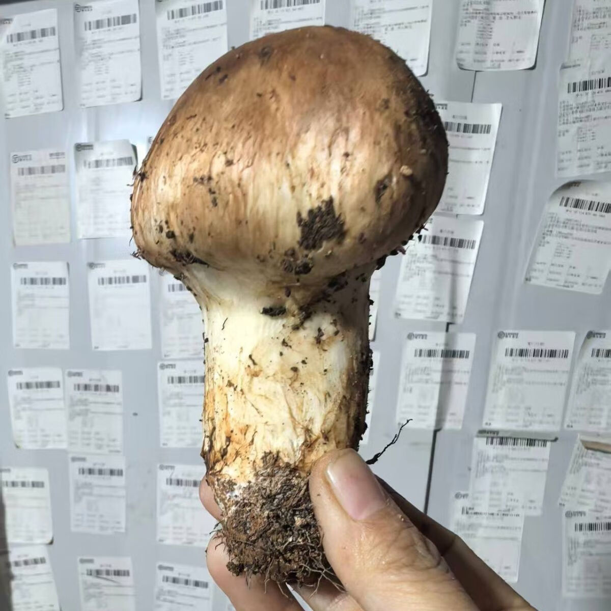 顺丰空运野生菌云南香格里拉特产新鲜松茸菌滋补佳品送礼自用 野生当天下山货1000g【超高回购】 100-140mm