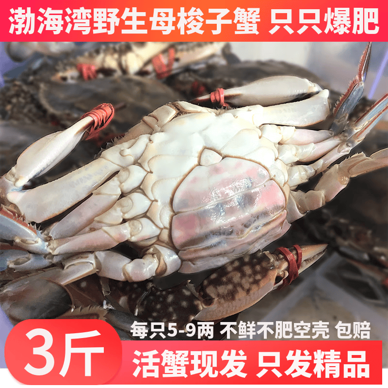 渤海湾梭子蟹鲜活大母蟹红膏蟹海鲜新鲜满黄膏全母海螃蟹飞蟹 4两 大号【2斤装5只】