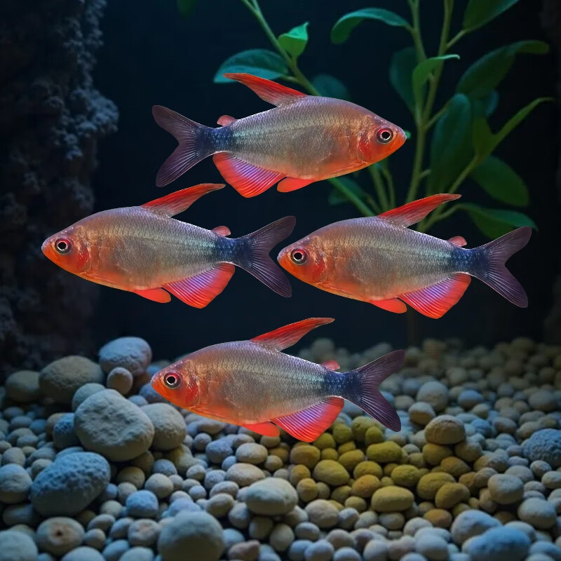 恶魔凯蒂灯鱼高端灯鱼观赏鱼活体南美草缸稀有小型鱼热带淡水群游 1