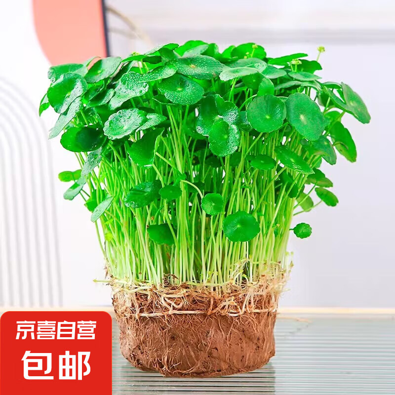 铜钱草水培植物大叶水栽鱼缸水养绿植金钱草小水草客厅室内外花卉 铜钱草盆栽（1盆）