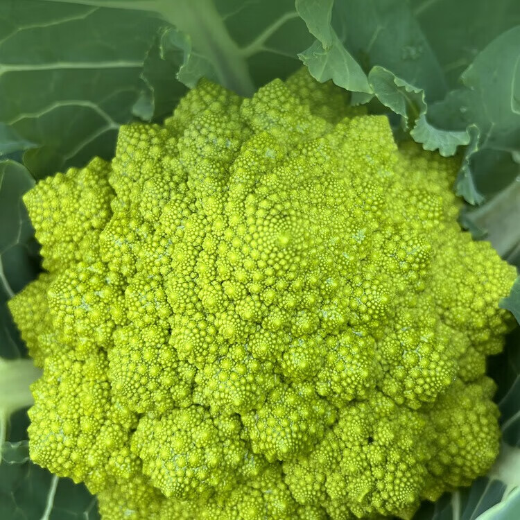 寶塔菜新鮮采摘當(dāng)季寶塔菜順豐包郵綠色羅馬花椰菜西餐食材沙拉菜 2斤裝