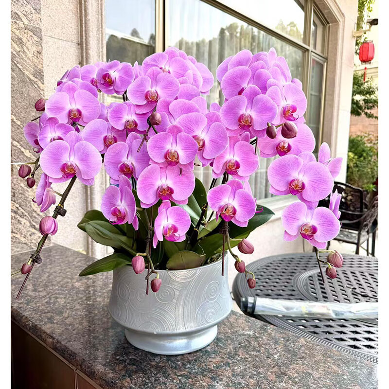 鲜花情大花蝴蝶兰盆栽带花盆【专人送花到家】乔迁送爸妈长辈同事盆栽 8株粉色蝴蝶兰-底盆随机可选+ 今日达-同城配送到家-可预定