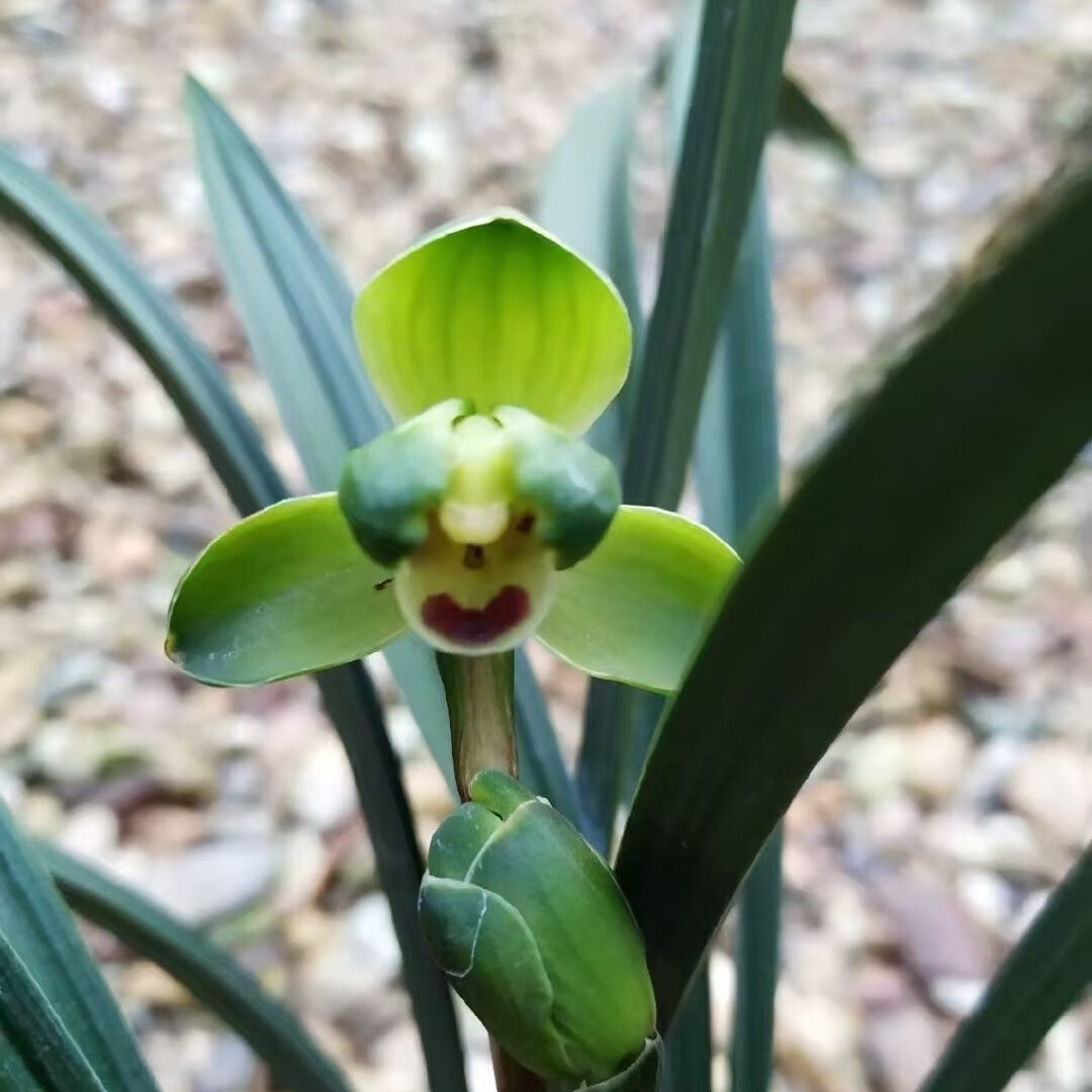 兰花 春兰 帝王梅 绿植花卉盆栽 花期有带花苞出售 春兰 帝王梅 2壮苗