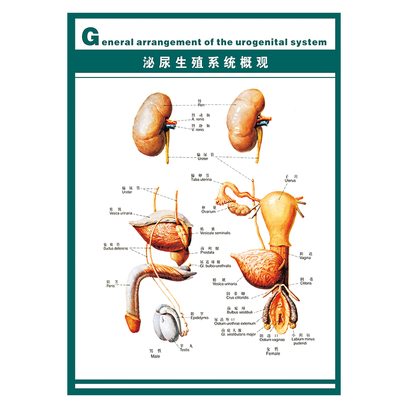 图示意图解剖图墙贴画覆膜防水贴纸wsa12 wsa12-01 泌尿生殖系统概观