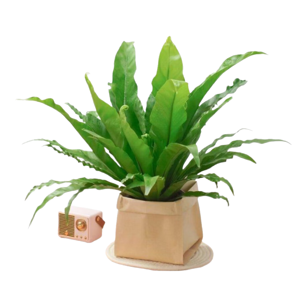 鳥巢蕨蕨類植物盆栽室內(nèi)辦公室網(wǎng)紅北歐風(fēng)四季綠植新奇好養(yǎng)活花卉 140展葉鳥巢蕨配黃色牛皮紙袋