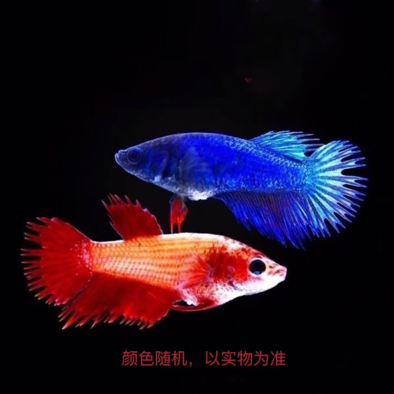赛级泰国斗鱼粉白半月公网红仙女婚纱鱼观赏鱼将军马尾鱼泰国渔场