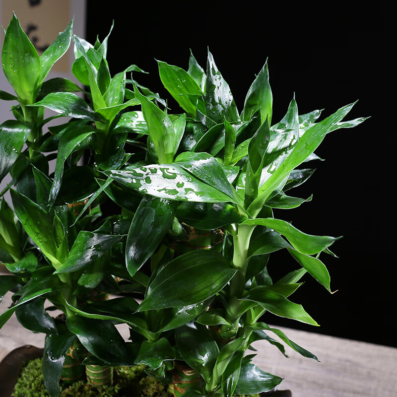 幼薇节节高富贵竹植物客厅转运绿植盆栽办公室内桌面好养盆景四季常青 三枝富贵竹+缺口鹅卵石陶瓷盆 带盆栽好