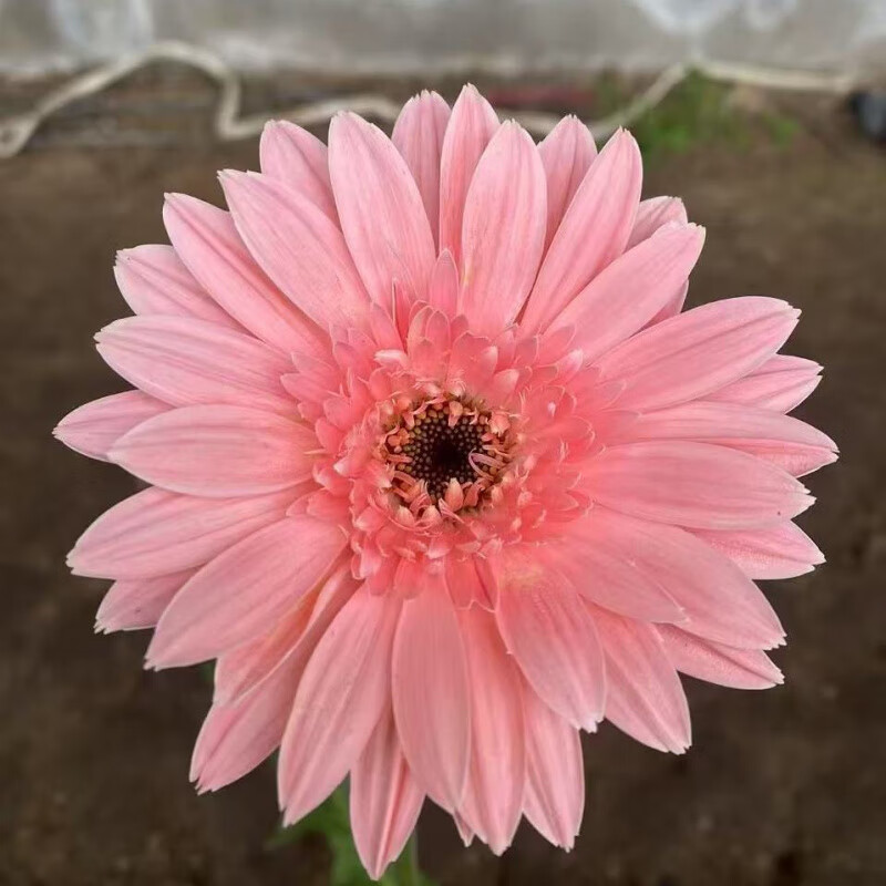 高杆非洲菊扶郎花苗盆栽鲜切花太阳花拉丝菊庭院阳台四季开花不断