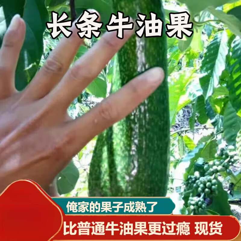 越南进口牛油果304长条大果新鲜当季热带水果果汁 1斤装【1斤约1-3个】 0个