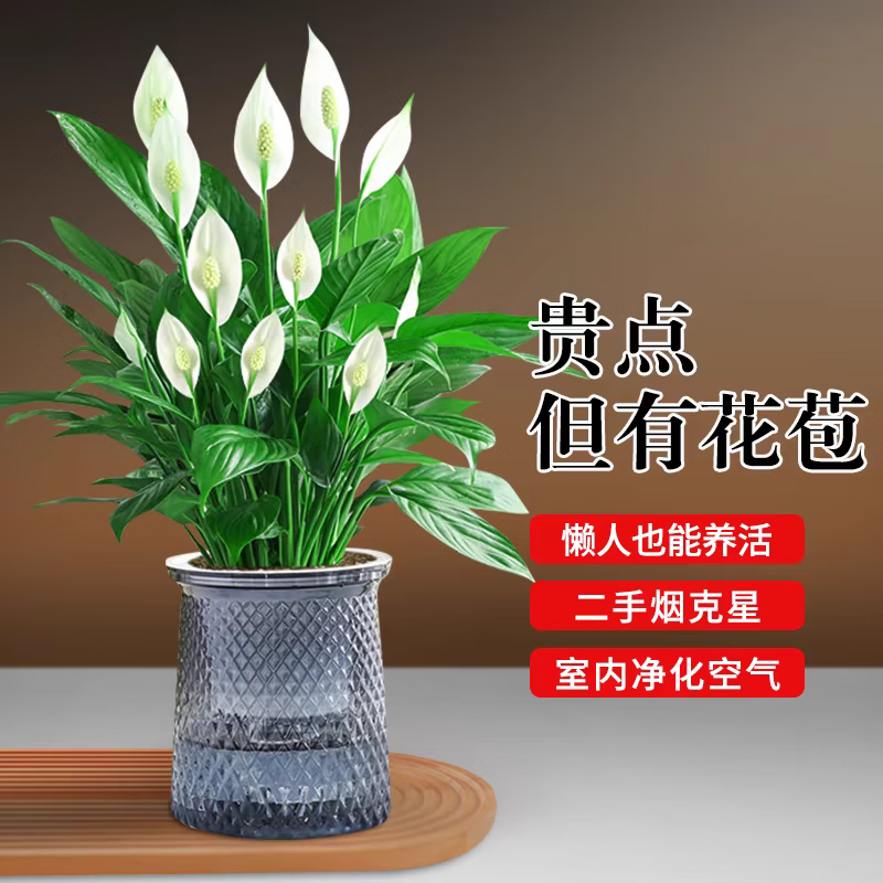 花财主盆栽懒人好养绿植组合办公室内水培小盆栽花卉净化空气植物绿萝 特级白掌带花发货【吸水盆】+肥料