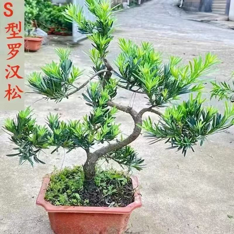 罗汉松盆景悬崖老桩造型真盆景四季常青室内摆件茶室绿植桌面盆栽 大号s层次罗汉松40左右高 带盆栽好