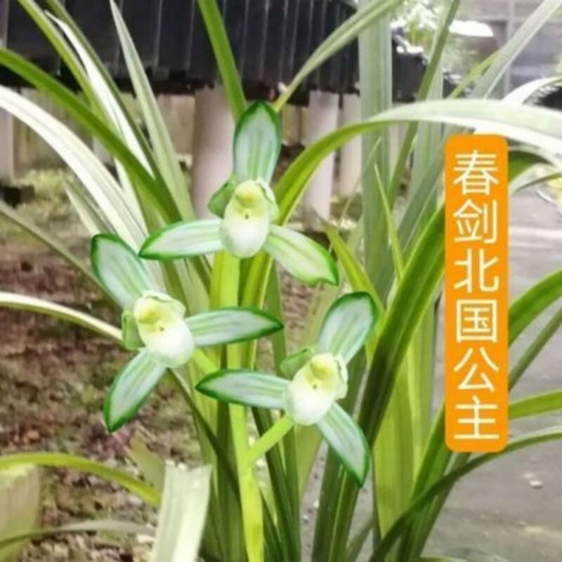 铭品老品种兰花【北国公主】春剑浓香型室内外花卉大全四季开花 北国公主3苗
