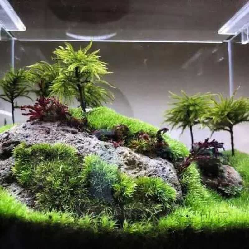 万年藓水草小型客厅生态鱼缸造景小植物水培遇水即活耐低温微景观 精品万年藓10颗