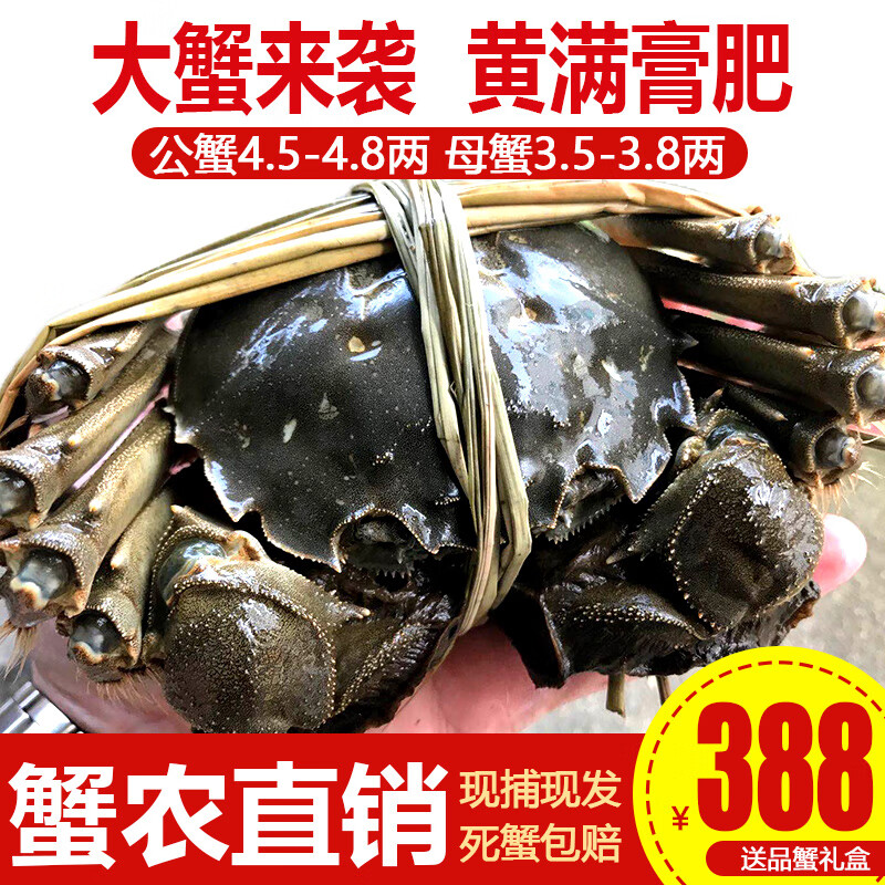 【活蟹】阳澄小斌大闸蟹 鲜活特大螃蟹公蟹母蟹 海鲜水产生鲜礼盒 公4.5-4.8两母3.5-3.8两 4对八只