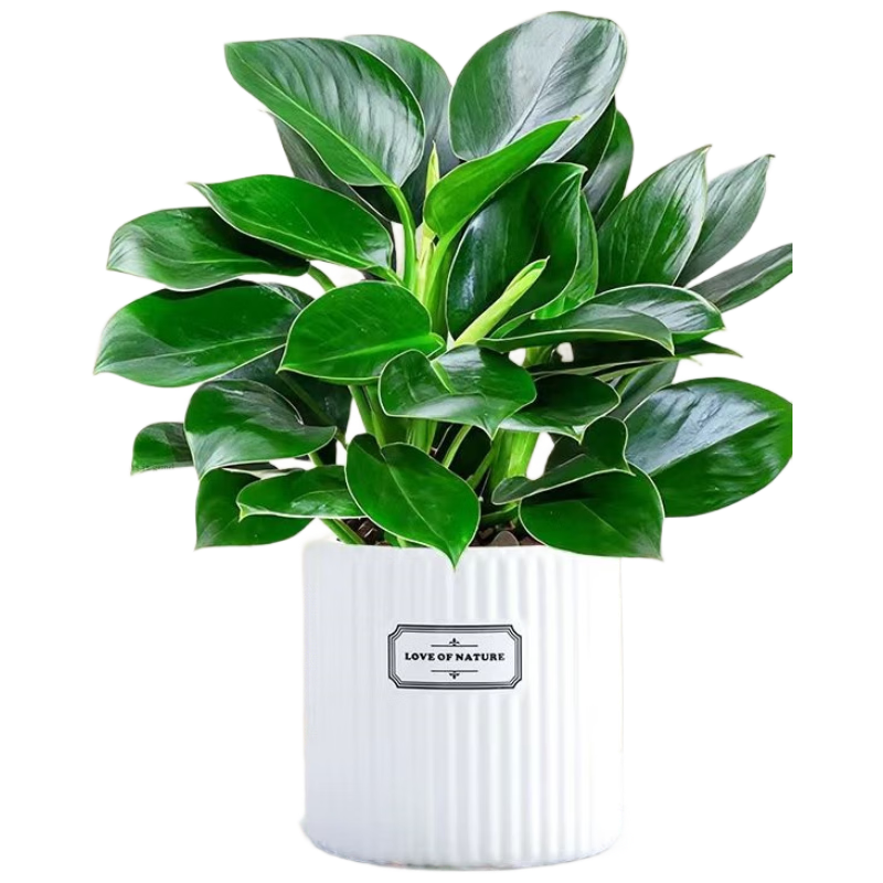 ���ڲ�������֮�������̹���������ֲ���ܾ�Ʒ�������3��+���������մ���Դͷֱ�� 38.3Ԫ