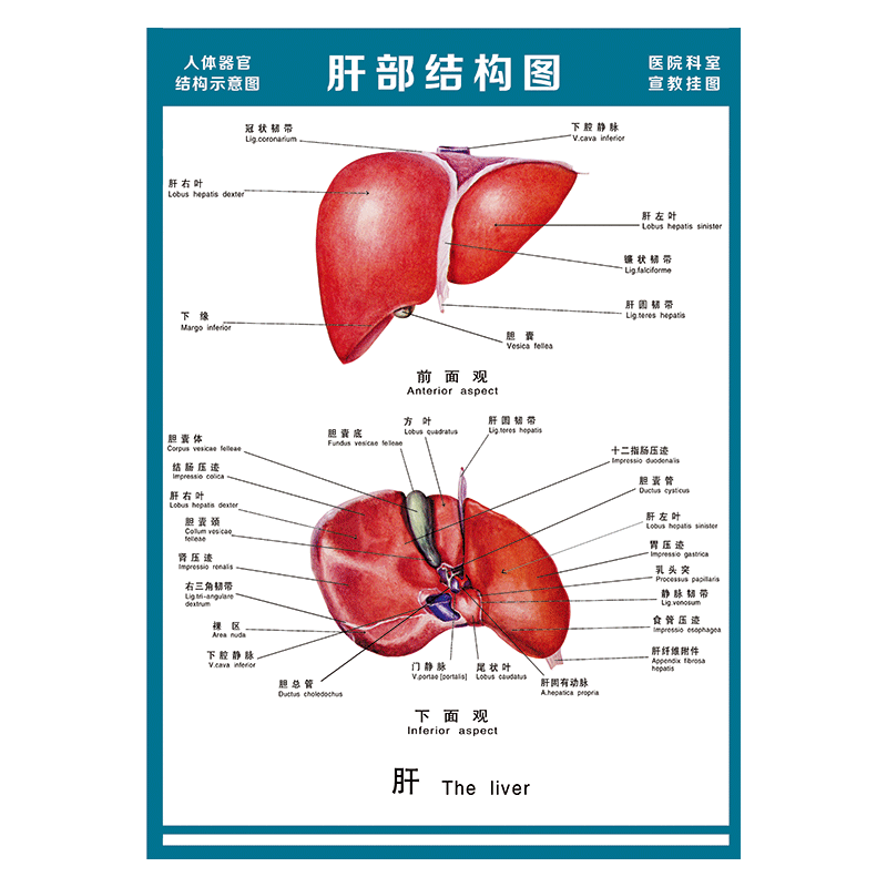 图全身骨骼图宣传画墙贴画覆膜防水贴纸wsa51 wsa51-02 肝部结构图 70